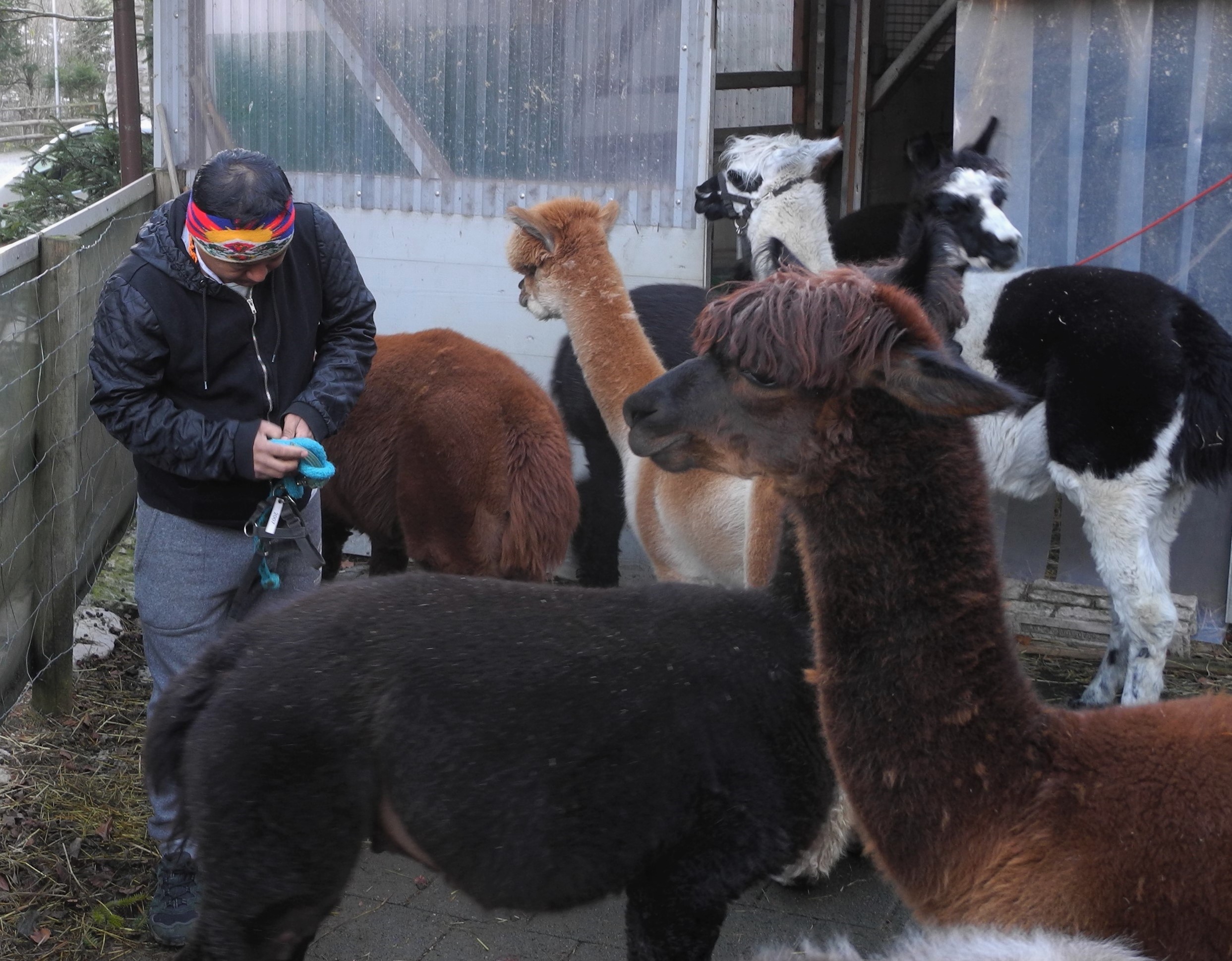 unterschied lama und alpaka (24) – Tourismus Jura